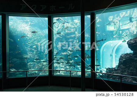 水族館 水槽 日本近海の魚の写真素材