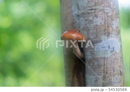 木から生えるキノコ 54530569
