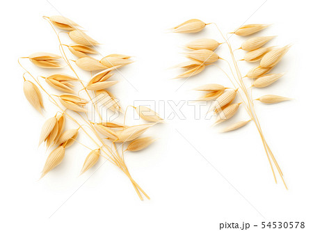 Oat Plants Isolated On White Background 54530578