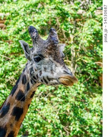 closeup view of a giraffe against green foliage closeup view of a giraffe against green foliage 54530687