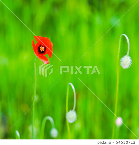 red poppy flower on a green blurred background 54530712