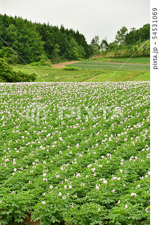 北海道厚沢部町鶉地区で満開のジャガイモ花が咲く夏の風景を撮影 北海道厚沢部町鶉地区で満開のジャガイモ花が咲く夏の風景を撮影 54531069