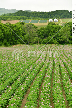 北海道厚沢部町鶉地区で満開のジャガイモ花が咲く夏の風景を撮影 北海道厚沢部町鶉地区で満開のジャガイモ花が咲く夏の風景を撮影 54531080