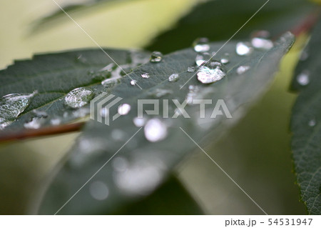 葉っぱと雫 54531947