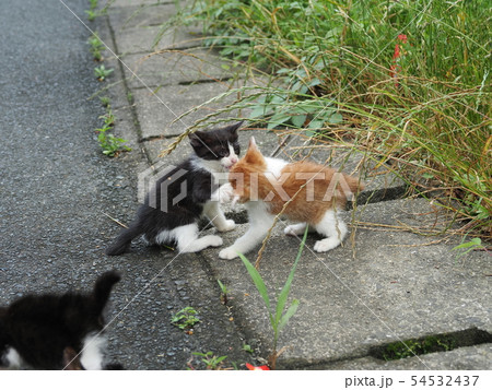 子猫・2匹・野良猫 54532437