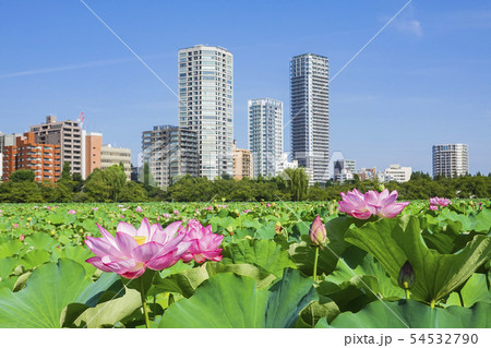 高層ビルと蓮の花 高層ビルと蓮の花 54532790