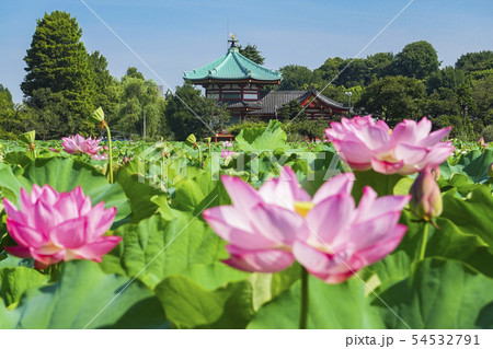 弁天堂と蓮の花２ 54532791