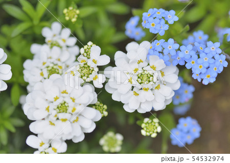 イベリスとワスレナグサ イベリスとワスレナグサ 54532974