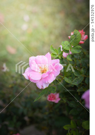 The background image of the colorful flowers 54532976