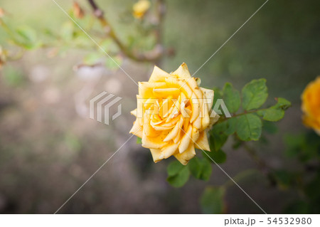The background image of the colorful flowers 54532980