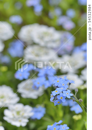 イベリスとワスレナグサ 54532984