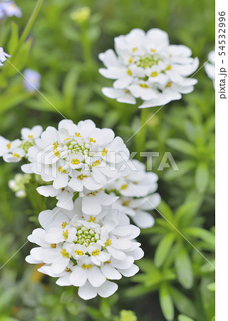 イベリスとワスレナグサ 54532996