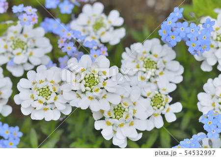 イベリスとワスレナグサ 54532997