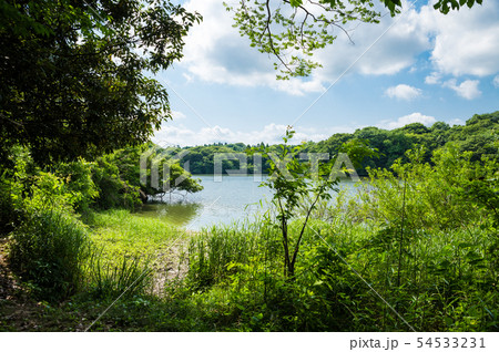 雄蛇ヶ池 おじゃがいけ 初夏の新緑風景 (千葉県東金市) 2019年6月撮影 雄蛇ヶ池 おじゃがいけ 初夏の新緑風景 (千葉県東金市) 2019年6月撮影 54533231