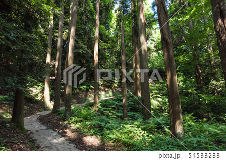 雄蛇ヶ池 おじゃがいけ 初夏の新緑風景 （千葉県東金市） 2019年6月撮影 54533233