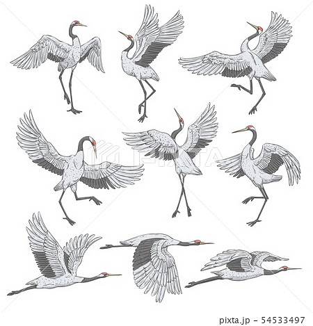 Set Of White Cranes In Different Positionsのイラスト素材