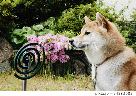 柴犬 犬 夏 蚊取り線香 アウトドア 柴犬 犬 夏 蚊取り線香 アウトドア 54533605