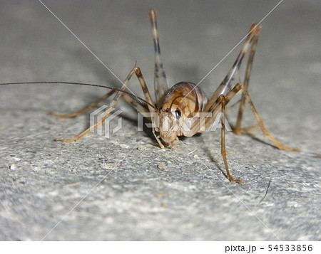 カマドウマ カマドウマ 54533856
