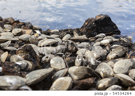 貝殻　環境問題 54534264