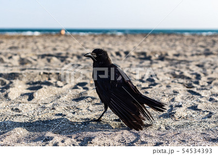 カラス 54534393