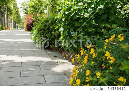 上町筋 上町筋 54536412