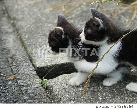 子猫・2匹・野良猫 子猫・2匹・野良猫 54536564