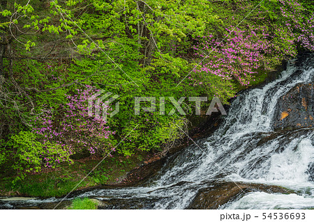 （栃木県）ミツバツツジ咲く、奥日光・竜頭の滝・上流部 54536693