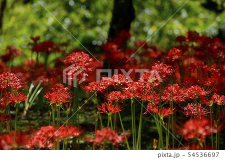 秩父市深山の花園の花咲くヒガンバナ群生地 54536697