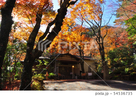 箱根町　岡田美術館の食事処　開化亭前の鮮やかな紅葉 54536735