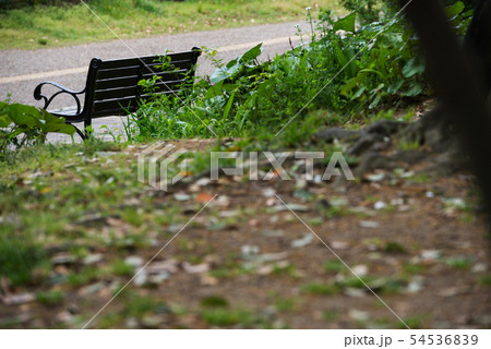 雨の靭公園 雨の靭公園 54536839