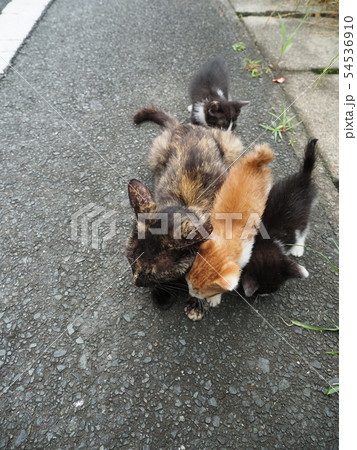 野良猫家族 野良猫家族 54536910