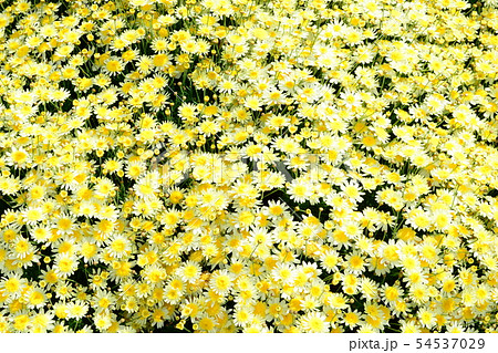 マーガレット　花バック　壁紙 54537029