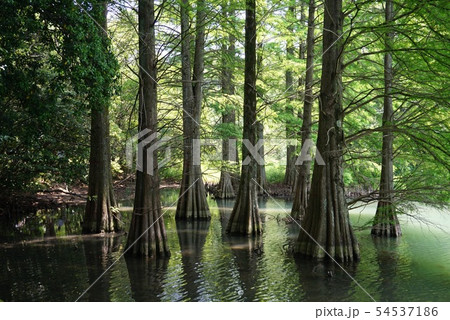 トトロと自然の森 54537186
