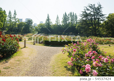 靭公園 54537424