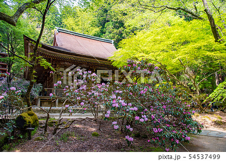 奈良県　女人高野　新緑の室生寺　本堂前のしゃくなげ 54537499