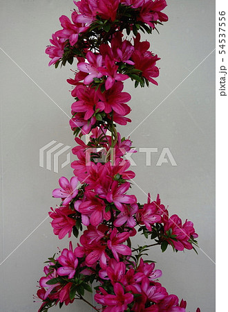 皐月　桃色盆栽 54537556