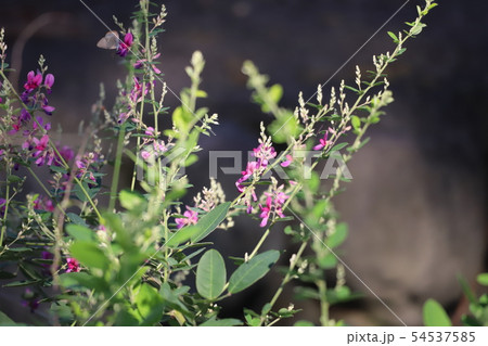 萩の花１ 54537585