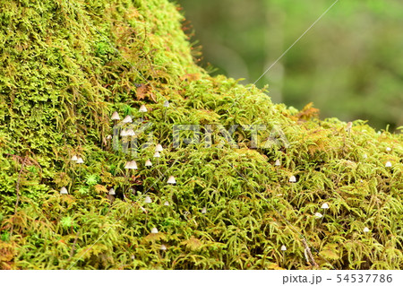 苔と小さなキノコ 54537786