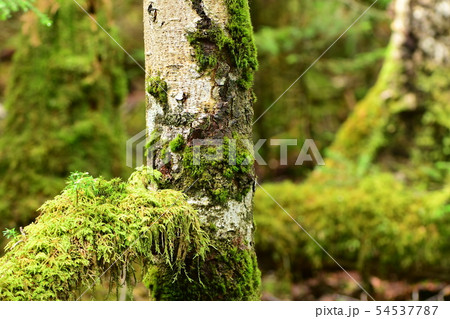 苔の森 54537787