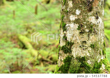 苔の森 54537788