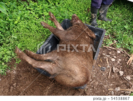 檻のトラップに捕らえられた野生のイノシシ 54538867