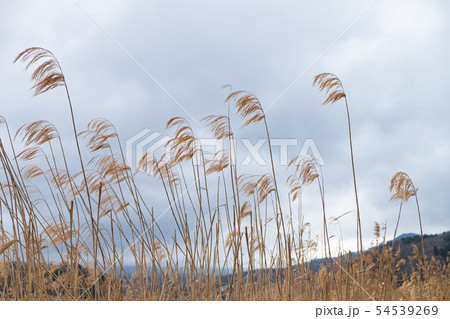 Golden grass fields with gray clouds background Golden grass fields with gray clouds background 54539269