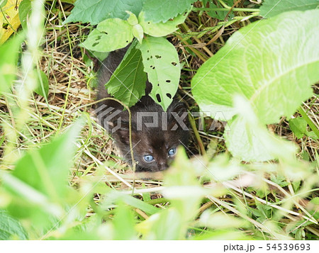 子猫・野良猫・黒猫 54539693
