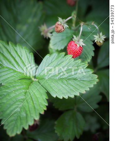 ワイルドストロベリーの実 54539773