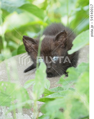子猫・黒猫・野良猫 子猫・黒猫・野良猫 54540017