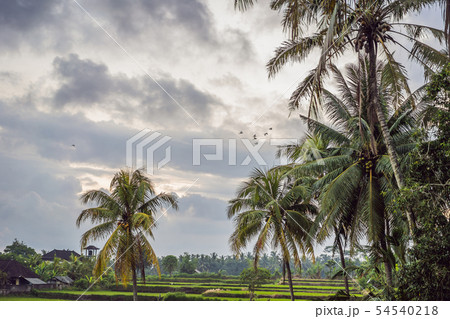 the herons fly over the rice fields the herons fly over the rice fields 54540218