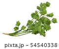 パクチー 54540338