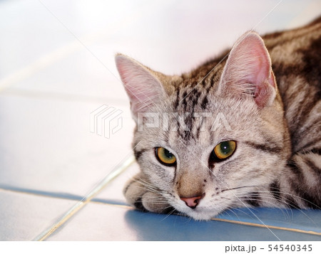 cute short hair young AMERICAN SHORT HAIR cat 54540345