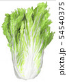 白菜 54540375