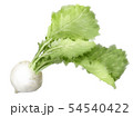 かぶ 54540422